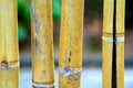 Free Bamboo Stalks Stock Photo - 2483110