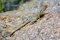 Free Collared LIzard Stock Photos - 2480233