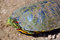 Free Red-eared Slider Stock Images - 2480314