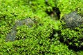 Free Ant On The Moss Royalty Free Stock Image - 24873006