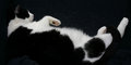 Free Creature Of Comfort Royalty Free Stock Photos - 2494568