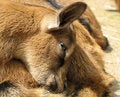 Free Goat Kid Stock Photos - 2497583