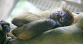 Free Common Squirrel Monkey 4 Stock Photos - 2499933