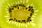 Free Kiwi Stock Image - 2495551