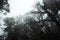 Free Foggy Jungle Royalty Free Stock Photos - 24905778