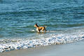Free Going For A Swim Royalty Free Stock Photography - 252237