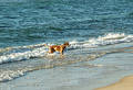 Free Playing Dog In The Sea Stock Photos - 252513