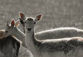 Free Two Deer Royalty Free Stock Images - 252879