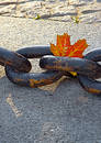 Free Beauty Of  Fading Autumn Stock Photography - 256432