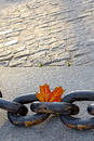 Free Beauty Of  Fading Autumn Royalty Free Stock Photo - 256435
