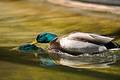 Free Duck Surfing Royalty Free Stock Photography - 256647