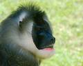 Free Angry Baboon Royalty Free Stock Photos - 256668