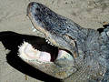 Free Crocodile Stock Photography - 257192