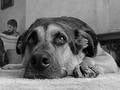 Free Mans Best Friend Royalty Free Stock Images - 259949