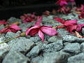 Free Fuschia On Stones Stock Photography - 259952