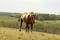Free Horse On A Hill Stock Images - 252654