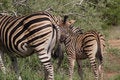 Free Plains Zebra And Foal Stock Photos - 2501733