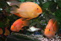 Free Fish World Stock Photography - 2503382