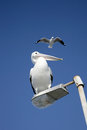 Free Two Birds Royalty Free Stock Photography - 2505237