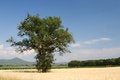 Free Tuscany View Royalty Free Stock Photo - 2508205