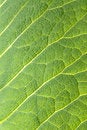 Free Grape Sheet Royalty Free Stock Images - 2508379