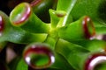 Free Succulent Plant Royalty Free Stock Image - 2509546