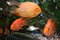 Free Fish World Stock Photography - 2503382