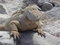 Free Iguana Stock Photography - 2507452