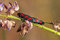 Free Six-spot Burnets Royalty Free Stock Photography - 2508397