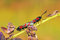 Free Six-spot Burnets Royalty Free Stock Photos - 2508428