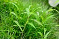 Free Grass Stock Photo - 25064510
