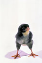 Free Chicken Royalty Free Stock Images - 2510909