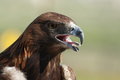 Free Golden Eagle Head Stock Photo - 2513130