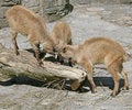 Free Tahr 3 Royalty Free Stock Photo - 2514535