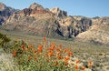 Free Red Rock Canyon Spring Flowers Royalty Free Stock Photography - 2515977