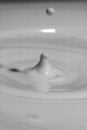 Free Monotone Macro Milk Drop Royalty Free Stock Images - 2520889