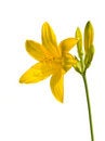 Free Yeloow Lily Royalty Free Stock Images - 2524239