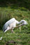 Free Pink Backed Pelican Royalty Free Stock Photos - 2522748
