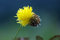 Free Wilf Flower Stock Image - 2523121