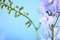 Free Blue Flower Royalty Free Stock Photo - 2523615