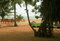 Free Tropical Beach With Palm Tree Royalty Free Stock Images - 2526099
