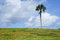 Free Palmtree Royalty Free Stock Images - 2527669