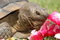 Free Tortoise With Rose Petals Royalty Free Stock Photography - 2528777