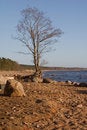 Free Tree On The Sea Shore Royalty Free Stock Photography - 2530167
