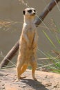 Free Prairie Dog Looking Out Royalty Free Stock Photo - 2533895