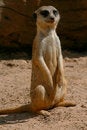 Free Meerkat Standing Still Stock Images - 2533994