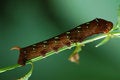 Free Butterfly Worm Stock Photos - 2538083