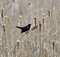 Free Red-winged Blackbird Stock Photo - 2530790