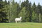 Free Horse Royalty Free Stock Photography - 2531597