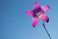 Free Lilac Flower On Blue Sky Royalty Free Stock Photos - 25361508